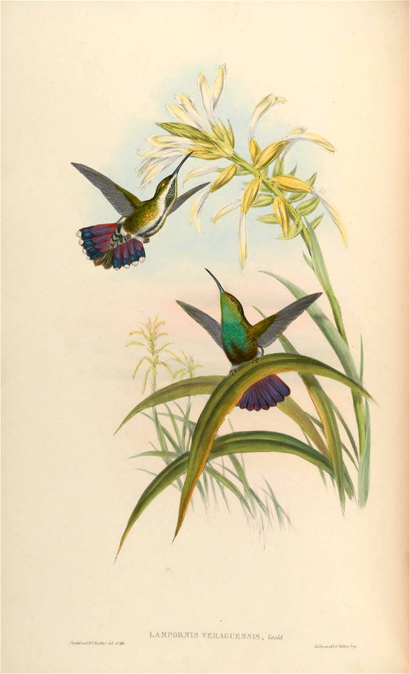 Lampornis veraguensis = Anthracothorax veraguensis [1]