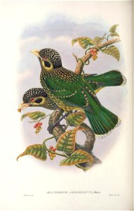 Ailuroedus arfakianus - Monograph of the Paradiseidae, or Birds of Paradise, and Ptilonorhynchidae, or Bower-birds. v.2 (1891-1898).
