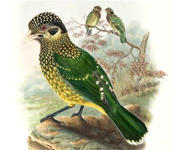 Ailuroedus arfakianus - The birds of New Guinea and the adjacent Papuan islands : including many new species recently discovered in Australia. v.1 (Plate XL).
