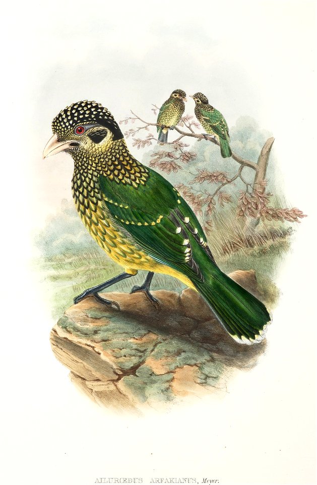 Ailuroedus arfakianus - The birds of New Guinea and the adjacent Papuan islands : including many new species recently discovered in Australia. v.1 (Plate XL).