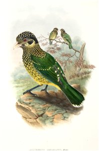 Ailuroedus arfakianus - The birds of New Guinea and the adjacent Papuan islands : including many new species recently discovered in Australia. v.1 (Plate XL).