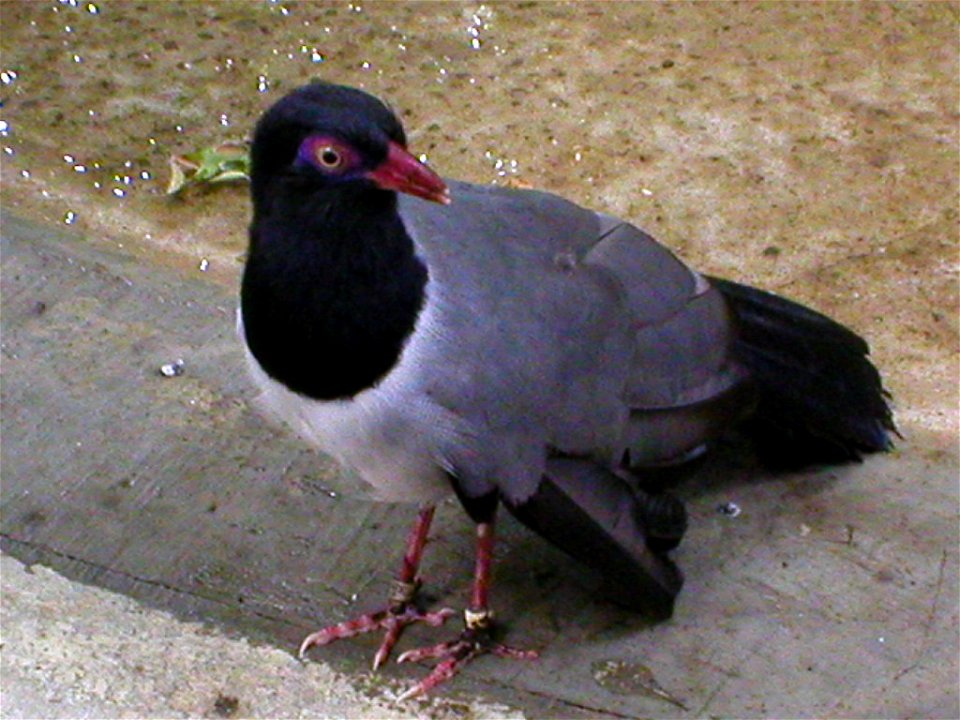 Coral-billed Ground-cuckoo at the National Aviary, Pittsburgh