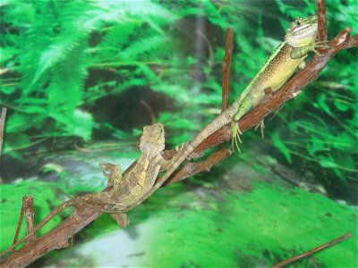 Calotes jerdoni in Beijing Zoo. Behind glass, with fake foilage background. photo
