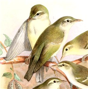 English:  « Phylloscopus (Acanthopneuste) borealis var. xanthodryas » = Phylloscopus xanthodryas (Japanese Leaf Warbler) - maleFrançais :  « Phylloscopus (Acant