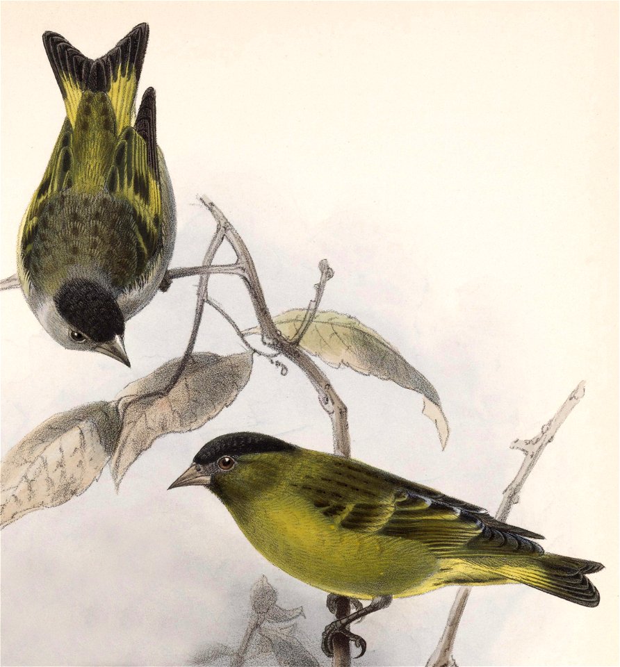 English:  « Chrysomitris atriceps » = Carduelis atriceps (Black-capped Siskin)Français :  « Chrysomitris atriceps » = Carduelis atriceps (Tarin sombre)