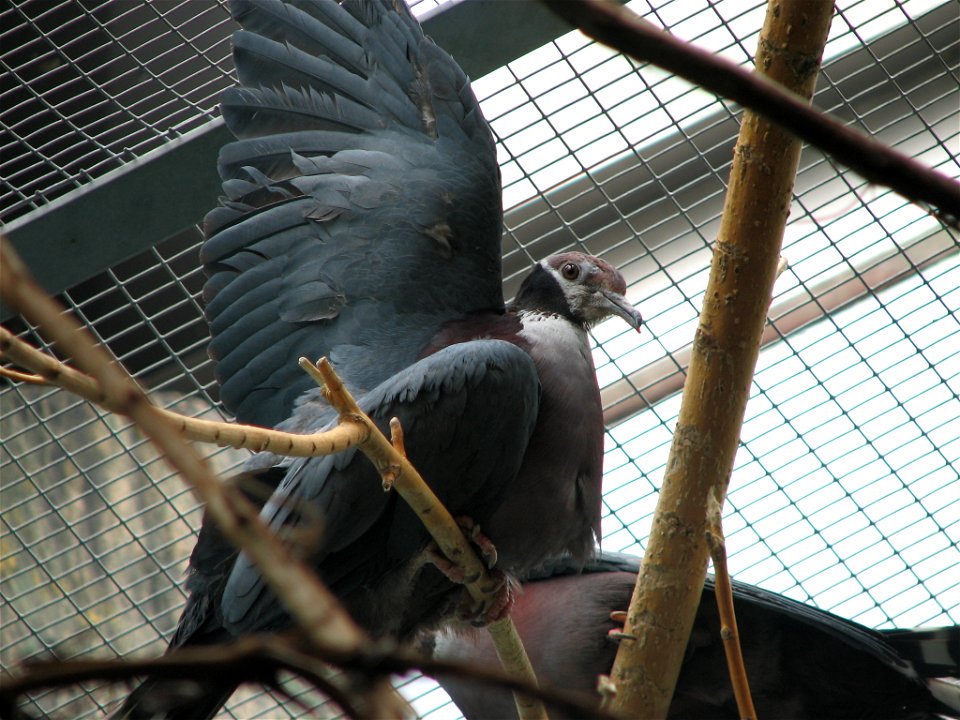 Collared Imperial-pigeon/Black-collared Fruit Pigeon