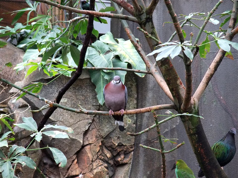 A photograph of Ducula mullerii.