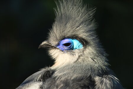 Nature plumage animal portrait