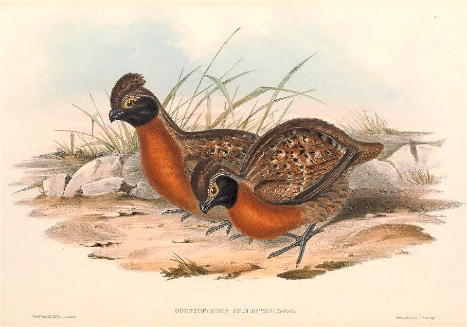 Odontophorus speciosus - A monograph of the Odontophorinæ, or, Partridges of America