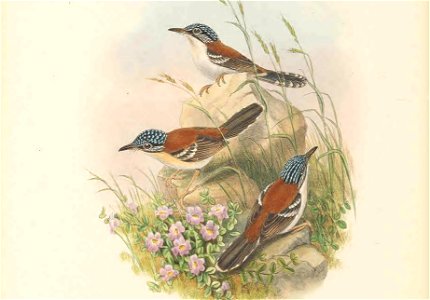 Todopsis wallacii = Sipodotus wallacii - The birds of New Guinea and the adjacent Papuan islands : including many new species recently discovered in Australia. v.2 (Plate 23).