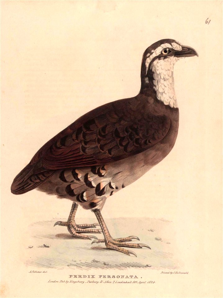 Zoological researches in Java, and the neighbouring islands /  by Thomas Horsfield.