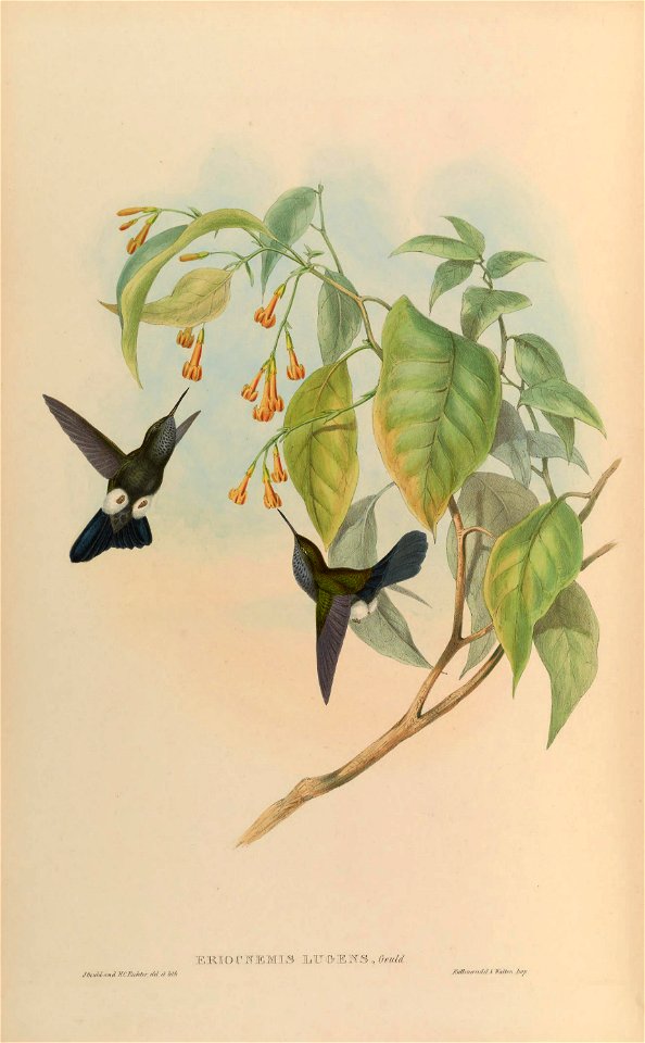 Eriocnemis lugens = Haplophaedia lugens [1]