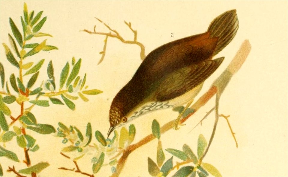 PL All 
VOL V 
C.J. Broinowski. Fecit 
I ACANTHIZA APICALIS (Could) 
Western Acankhija. 
3 ACANTHIZA I N OR NATA (CouldJ 
ACANTHIZA PYRRH OPYCIA (Couldl 
Red-rumped Acanthi3a. 
CEOBASILEUS R ECU LOI D