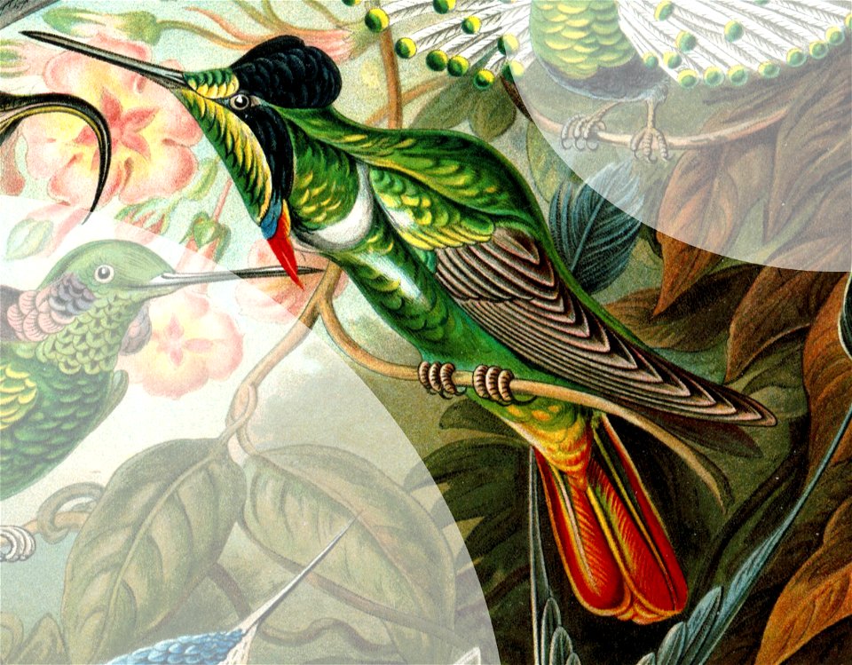 Haeckel Trochilidae Augastes lumachella