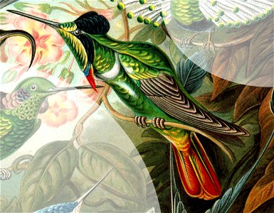 Haeckel Trochilidae Augastes lumachella