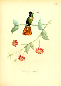 Augastes lumachellus