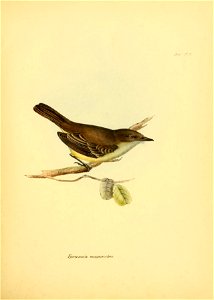 Myiarchus magnirostris (syn. Tyrannula magnirostris)