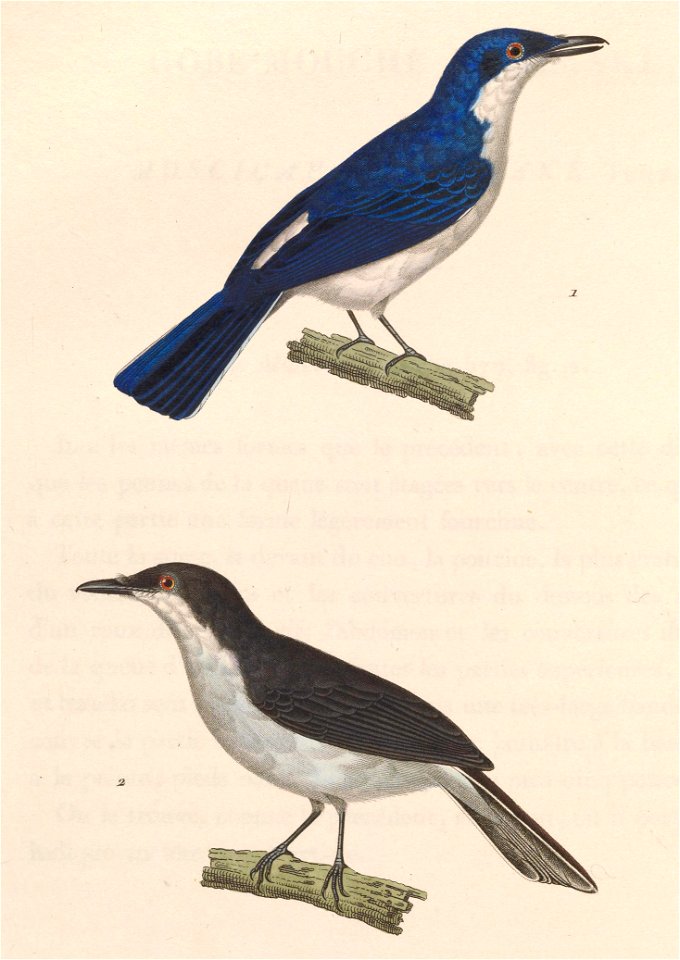 English:  « Muscicapa hirundinacea » = Hemipus hirundinaceus (Black-winged Flycatcher-shrike) - male and femaleFrançais :  « Muscicapa hirundinacea » = Hem