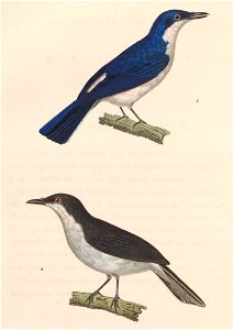 English:  « Muscicapa hirundinacea » = Hemipus hirundinaceus (Black-winged Flycatcher-shrike) - male and femaleFrançais :  « Muscicapa hirundinacea » = Hem