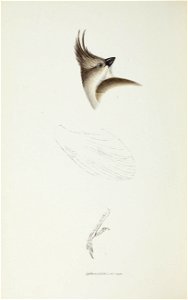 A synopsis of the birds of Australia, and the adjacent Islands /