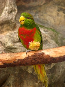 Musschenbroek's Lorikeet (Neopsittacus musschenbroekii) at Loro Parque (Spain, Tenerife)