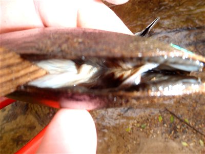 March 25, 2011 - Louisiana Pearlshell (Margaritifera hembeli)Black Creek (Rapides Parish)
The purple coloration of this mussel proves two things:  the mussel is female and she is gravid. 
Photographer