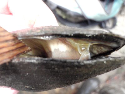 Louisiana Pearlshell (Margaritifera hembeli)March 25, 2011 - Black Creek (Rapides Parish)
This is an extraordinary shot! The darker material on this female pearlshell is embryos!
Photographer:  Tony B