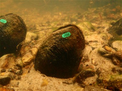 March 25, 2011 - Black Creek (Rapides Parish)
These are adult LA Pearshell mussels in Black Creek, one of the two field sites.  The mussels are tagged with a number by Tony Brady. 
Photographer:  Tony