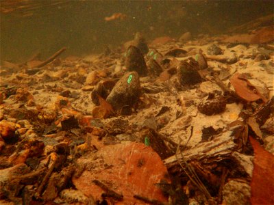 March 25, 2011 - Black Creek (Rapides Parish)
These are adult LA Pearshell mussels in Black Creek, one of the two field sites.  The mussels are tagged with a number by Tony Brady. 
Photographer:  Tony