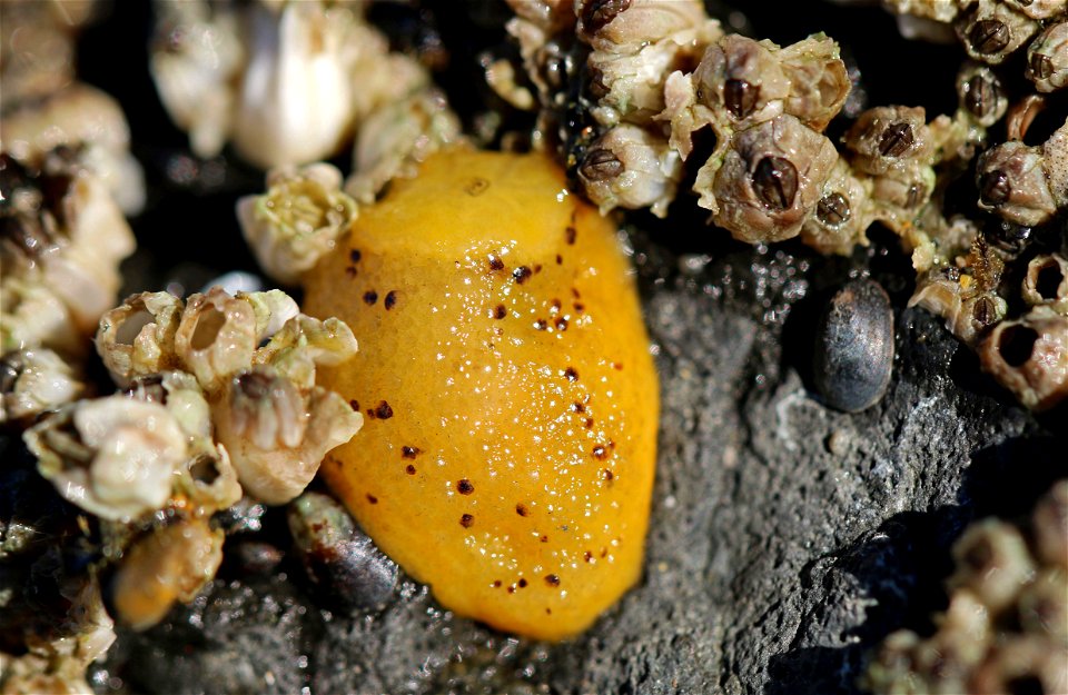 Sea lemon nudibranch (Anisodoris nobilis)

You are free to use this image with the following photo credit: Peter Pearsall/U.S. Fish and Wildlife Service