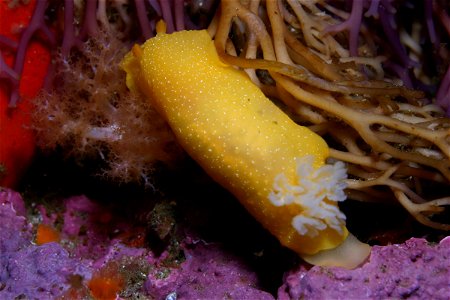 This is one of many kinds of yellow nudibranchs. This species, Montereina nobilis MacFarland, 1905 , is changing to the genus Peltodoris.