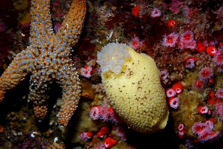 Babosa marina Peltodoris nobilis y estrella Pisaster giganteus, en Big Sur, EE.UU.
