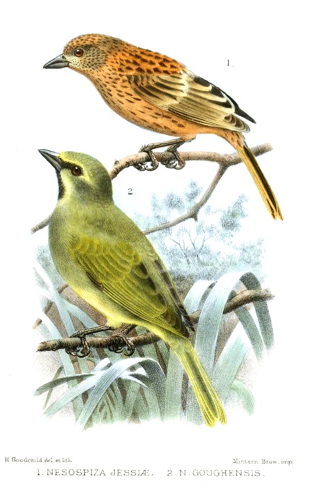 Nesospiza jessiae () (The Gough Island sparrow was described as Nesospiza goughensis
(with immature buffy plumage described as Nesospiza jessiae) by 
Eagle Clarke and figured by him (see Clarke, 1905,