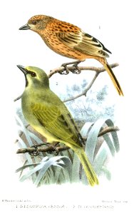 Nesospiza jessiae () (The Gough Island sparrow was described as Nesospiza goughensis
(with immature buffy plumage described as Nesospiza jessiae) by 
Eagle Clarke and figured by him (see Clarke, 1905,