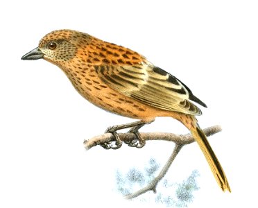 Nesospiza jessiae = Rowettia goughensis (immature bird)