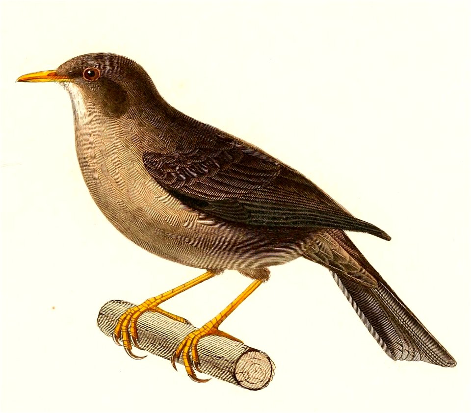 English:  « Turdus chiguanco » = Turdus chiguanco (Chiguanco Thrush)Français :  « Turdus chiguanco » = Turdus chiguanco (Merle chiguanco)