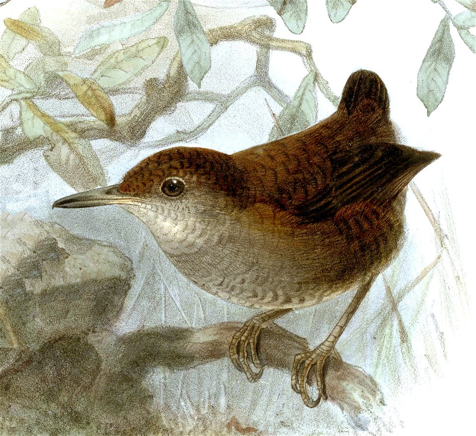 Microcerculus luscinia = Microcerculus marginatus luscinia