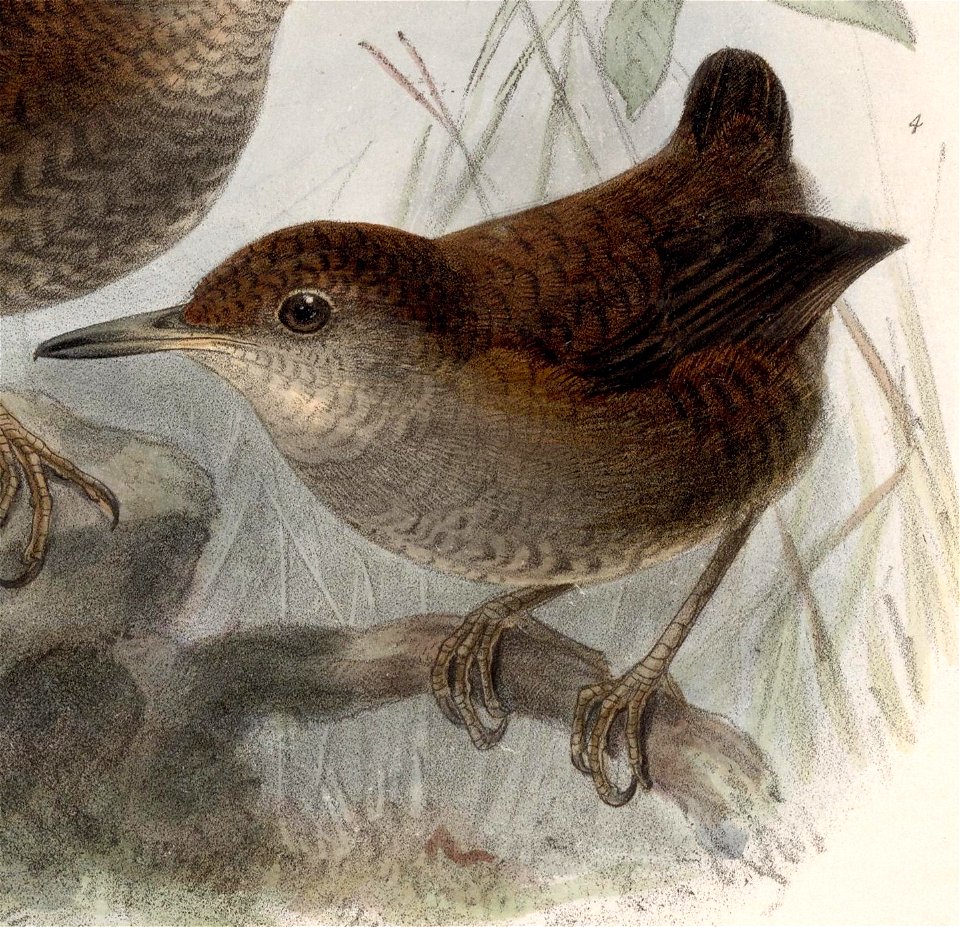English:  « Microcerculus luscinia » = Microcerculus marginatus luscinia (Subspecies of Southern Nightingale-Wren)Français :  « Microcerculus luscinia » = 
