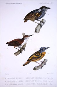 From top to bottom:
Conopophaga peruviana O. Des M. & De Cast. = Conopophaga peruviana Des Murs, 1856
Heterocnemis bicolor O. Des M. & De Cast. = Microcerculus marginatus marginatus (P.L.Sclat