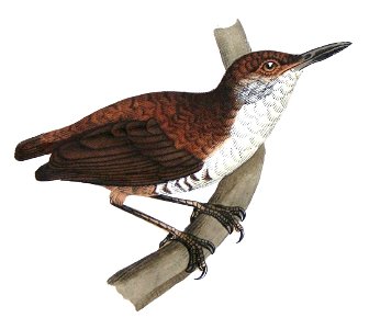 Heterocnemis bicolor O. Des M. & De Cast. = Microcerculus marginatus marginatus (P.L.Sclater, 1855)