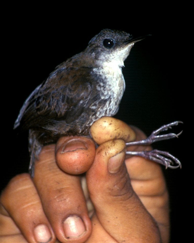 Southern Nightingale-Wren (Microcerculus marginatus) from Cordillera del Cóndor, Ecuador.