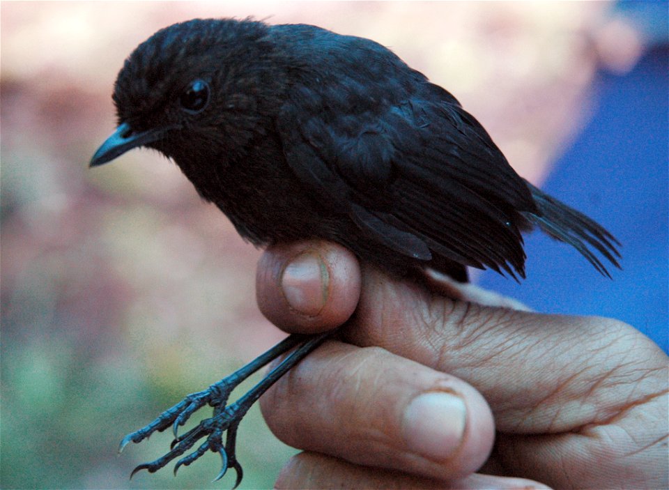 Immature white-browed shortwing, Mt. Hamiguitan, Philippines