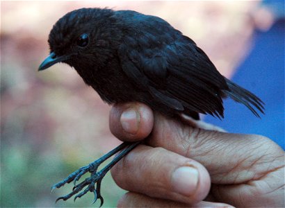 Immature white-browed shortwing, Mt. Hamiguitan, Philippines