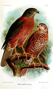 B.M. CHRISTMAS K 
Pl.V. 

. 
J.G.Keulemans del et litTn. . 
^stuj^ ncuboLLS . Lister, sp . 

ManterTLBros . ClvroBao .