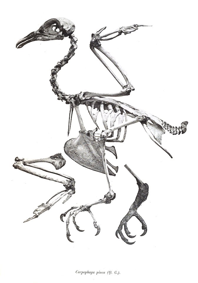 Carpophaga pinon