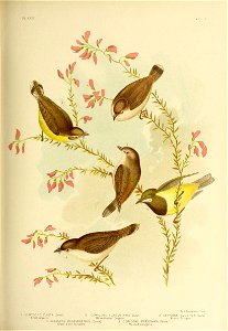 PL XXXIII 
VOL V 
C. J. Broinowski . Fecit 
CERYCONE FUSCA, (Could) 2 CERYCONE ALBOGU LARI5 (Could) 3 CERYCONE CULICIVORA,(Could) 
Brown Cerygone. White-throated Gerygone. Western Cerygone. 
4 CERYCON