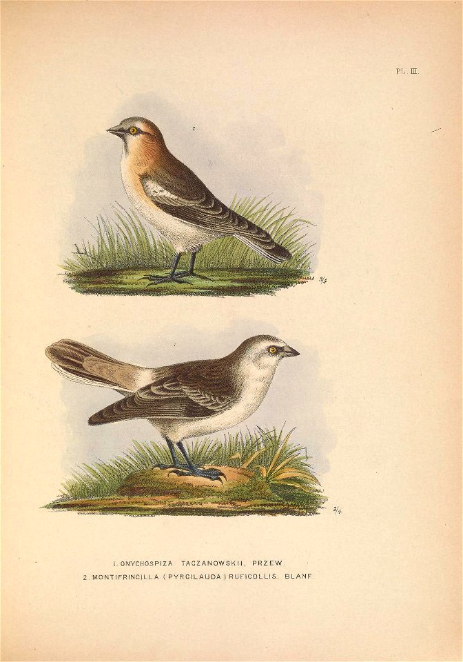 PL. in. 
^k 
LONYCHOSPIZA TACZ A NOWSK 1 1 , PRZEW. 

2. MONTIFRINCiLLA ( PYR CIL AU DA ) R U FICO LLIS, BLANF