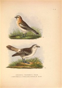 PL. in. 
^k 
LONYCHOSPIZA TACZ A NOWSK 1 1 , PRZEW. 

2. MONTIFRINCiLLA ( PYR CIL AU DA ) R U FICO LLIS, BLANF
