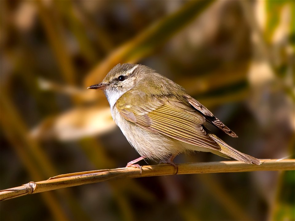 A Sakhalin Leaf-warbler in a Teuri Island, Hokkaido