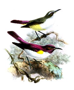 Anthreptes longuemarei